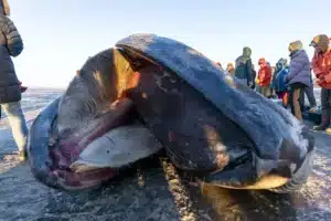 ABD‘nin Alaska eyaletinin Anchorage kentindeki Cook Inlet sahilinde karaya vuran