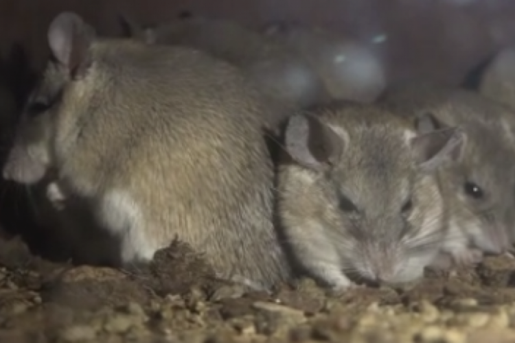 Dünyada sadece Mersin Silifke’de görülen ve nesli tükenmekte olan Anadolu