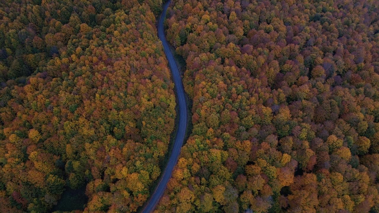 Yüzde 67’si ormanlarla kaplı kentin Abana, Bozkurt ve Çatalzeytin sınırında