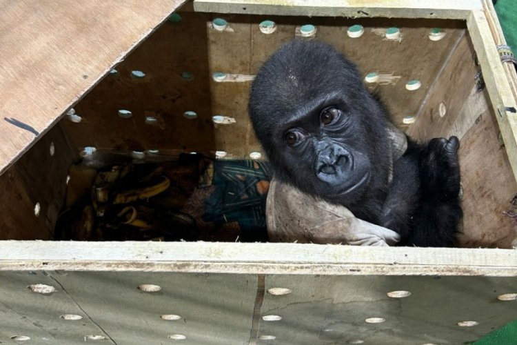 Ticaret Bakanlığı Gümrükler Muhafaza ekipleri, İstanbul Havalimanı’nda hummalı bir çalışma