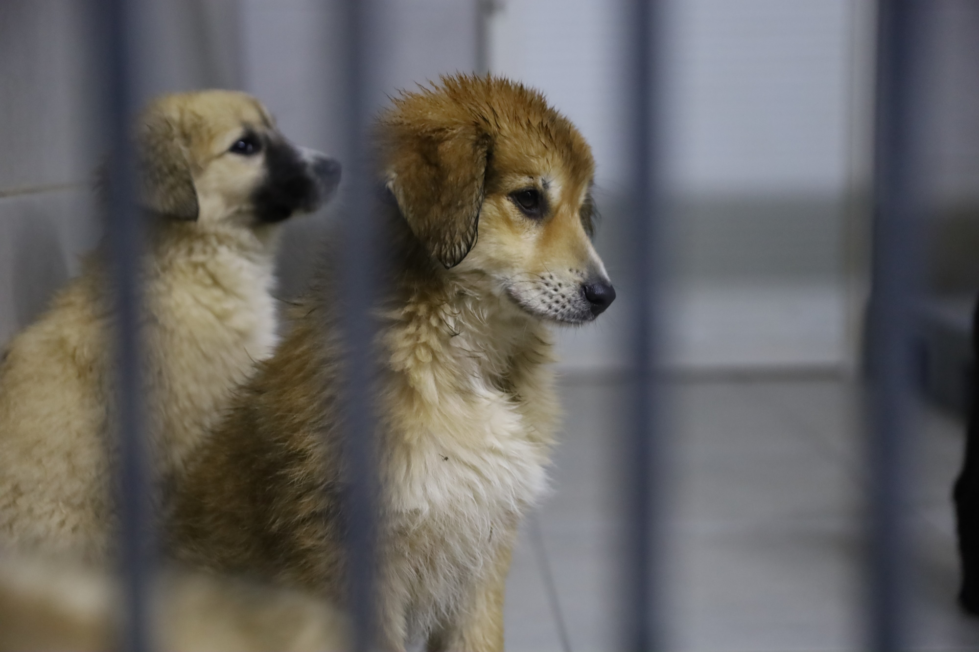 Bursa’da, sokak hayvanlarının her zaman yanında olan ve can dostların