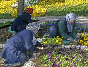 Osmangazi’de, 300 bin çiçek toprakla buluşacak!