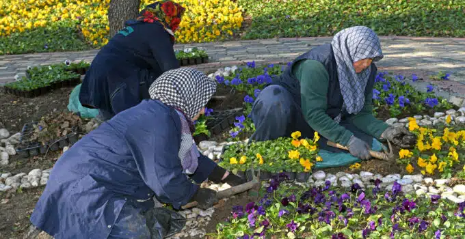 Osmangazi’de, 300 bin çiçek toprakla buluşacak!