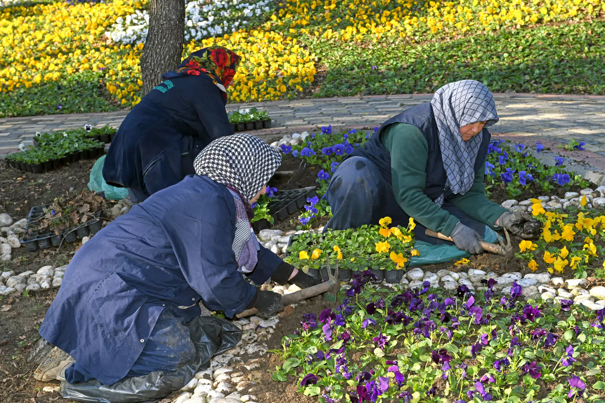 Osmangazi Belediyesi, yazın olduğu gibi kış mevsiminde de binlerce çiçeği