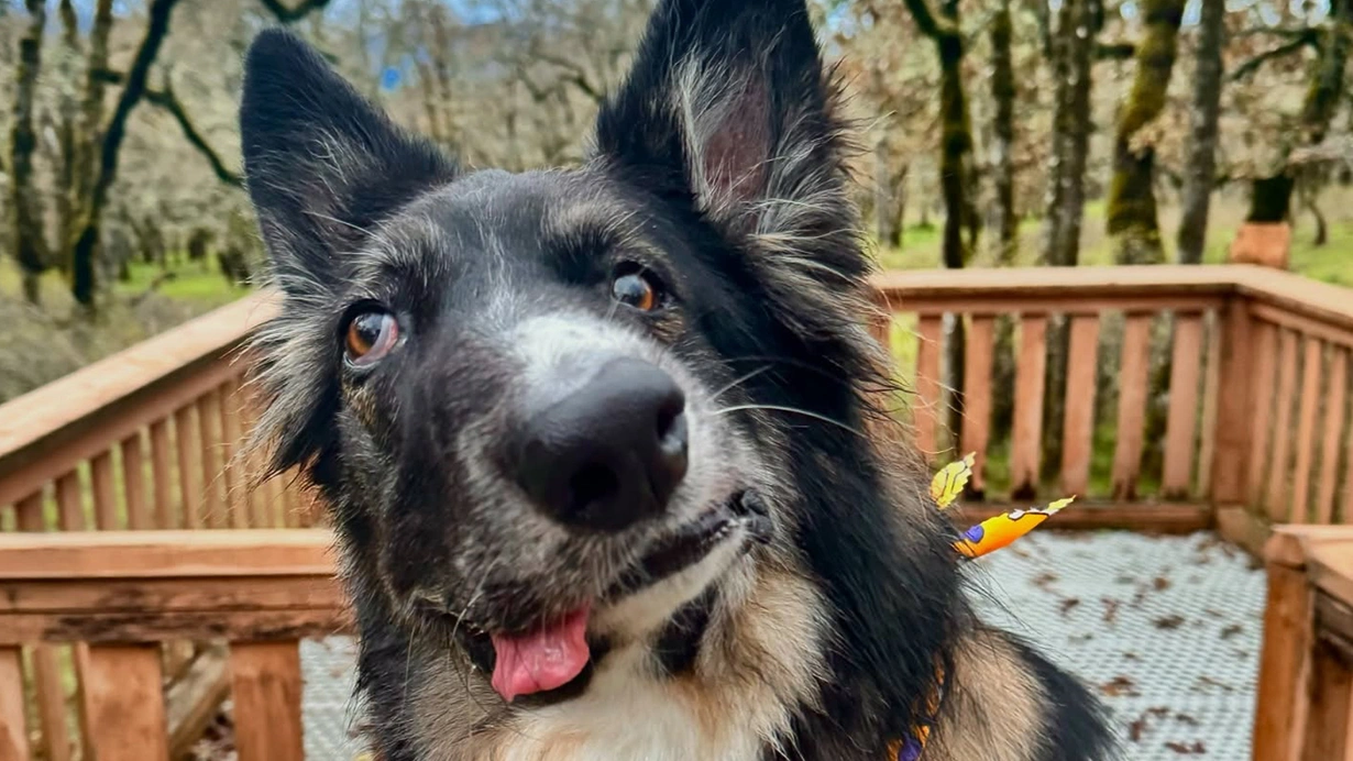 ABD’nin New York eyaletinde yaşayan Brodie isimli köpek, sosyal medyada