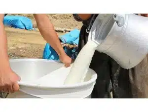 Süte yüzde 17 zam!
