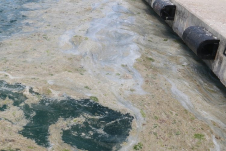 Son dönemde Marmara Denizi’nin 5 ila 25 metre derinliklerinde yeniden