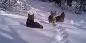 Tarım ve Orman Bakanlığı DKMP Genel Müdürlüğünce yaban hayatının korunması