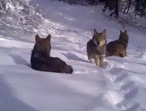 Uludağ’daki kurtlar fotokapana böyle takıldı