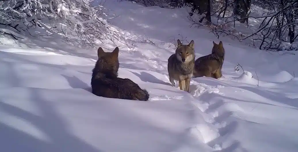 Tarım ve Orman Bakanlığı DKMP Genel Müdürlüğünce yaban hayatının korunması