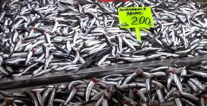 Bursa’da hamsi yeni yılda ucuzladı!