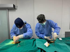 Osmangazi Belediyesi, sahipsiz sokak hayvanlarının kontrolsüz bir şekilde üremesinin önüne