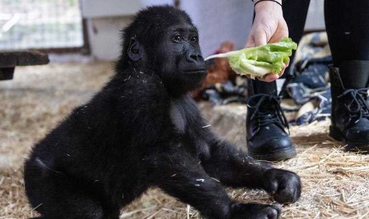 Havalimanı’nda yakalanan ve rehabilitasyon süreci devam eden goril yavrusunun adı,