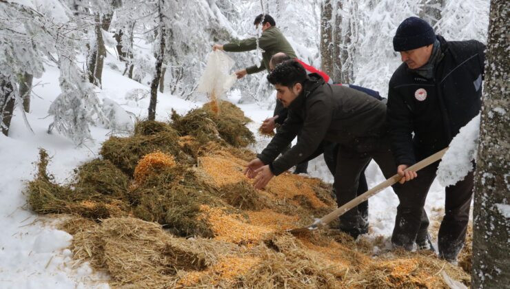 Doğa Koruma ve Milli Parklar Uludağ’daki yaban hayvanlarını unutmadı