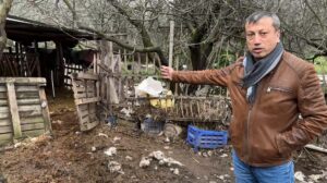 İznik ilçesi Çiçekli Mahallesi’nde gece saatlerinde kurt sürüsü iki çiftliğe