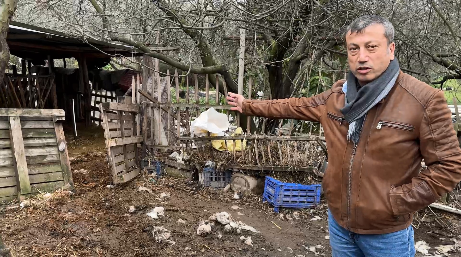 İznik ilçesi Çiçekli Mahallesi’nde gece saatlerinde kurt sürüsü iki çiftliğe
