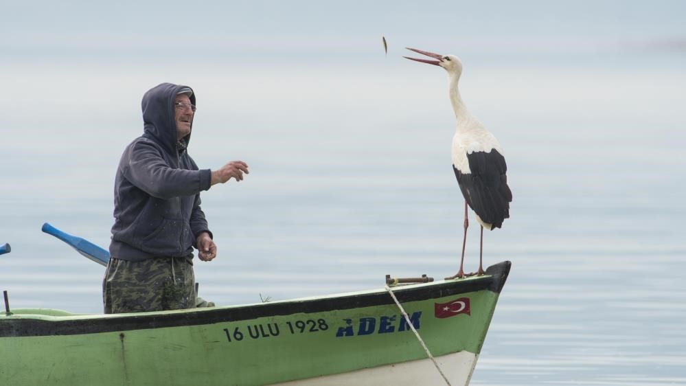 Ağustos ayının son günlerinde Yaren leylekten ayrılan Adem Amca, 6