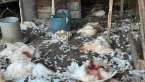 Olay, sabaha karşı saat 04.00 sularında İznik ilçesi, Selçuk Mahallesi,