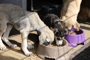 Mudanya Belediyesi Veteriner İşleri Müdürlüğü bünyesinde faaliyet gösteren mama üretim