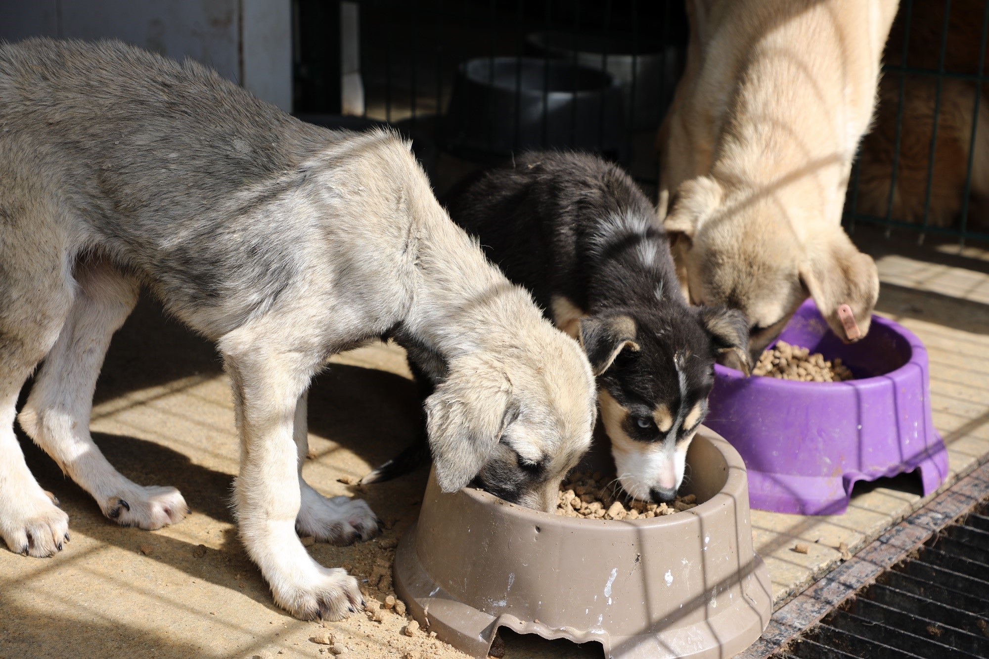 Mudanya Belediyesi Veteriner İşleri Müdürlüğü bünyesinde faaliyet gösteren mama üretim