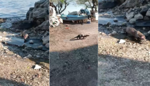 Başta tavukların kovaladığı su samuru fare zannedilse de yakalanan balıkları