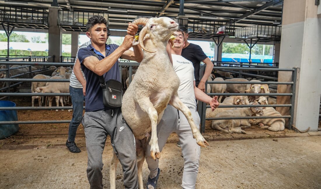 Bursa'da kurbanlık olarak satılan 4 boynuzlu koçu görenleri hayrete düşürüyor.