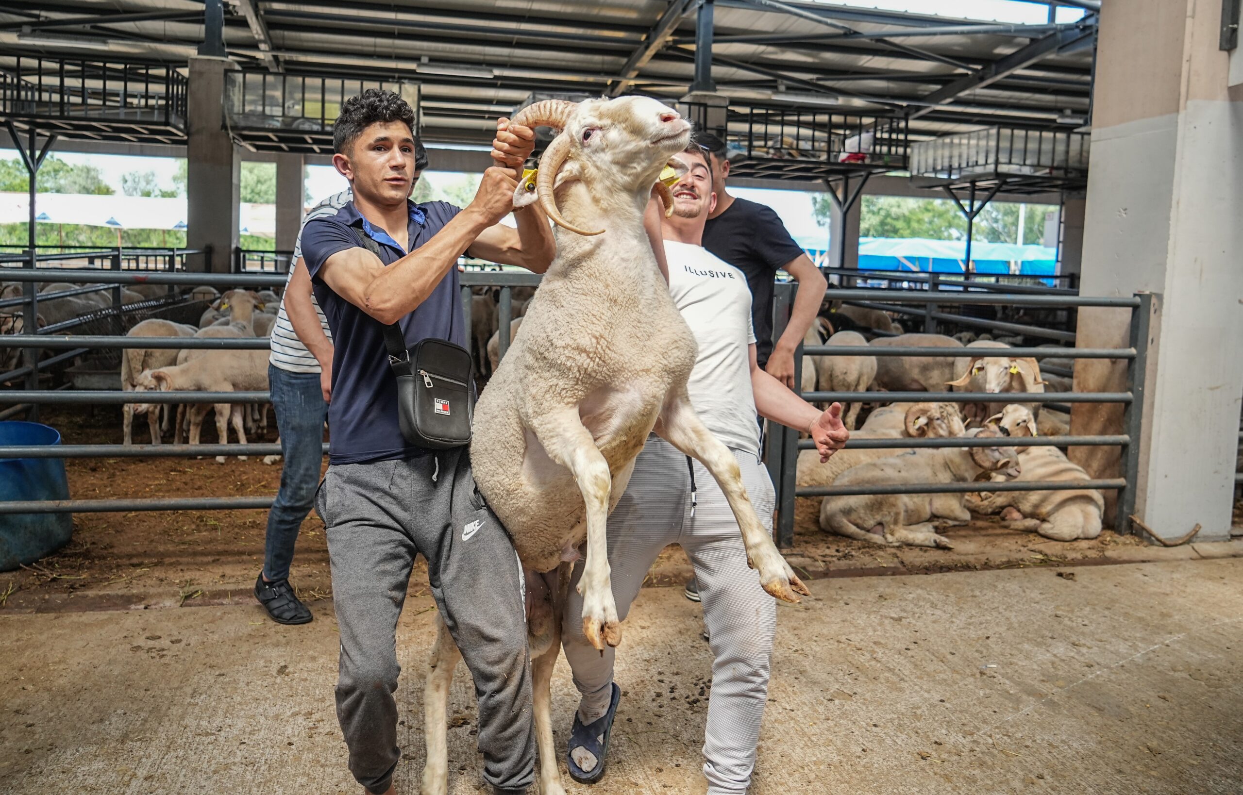 Bursa'da kurbanlık olarak satılan 4 boynuzlu koçu görenleri hayrete düşürüyor.