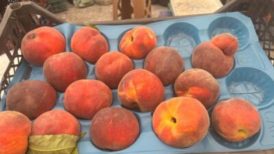 Geçen yıl dalında 18-20 liraya satılan Bursa şeftalisini bu yaz