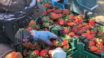 Bursa'nın İnegöl ilçesinde üretilen 'kırmızı elmas' olarak nitelendirilen Kurşunlu çileğinde