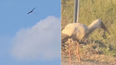 Bursa'da havaların ısınmasıyla ortaya çıkan yılanlar vatandaşları tedirgin ederken, leylek