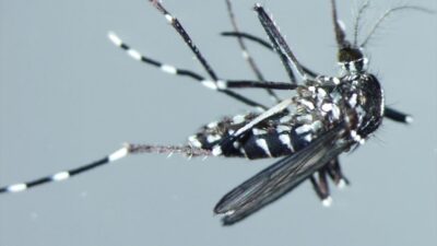 Türkiye'de Karadeniz kıyılarındaki şehirlerin ardından iç kesimlerde de rastlanılan Asya