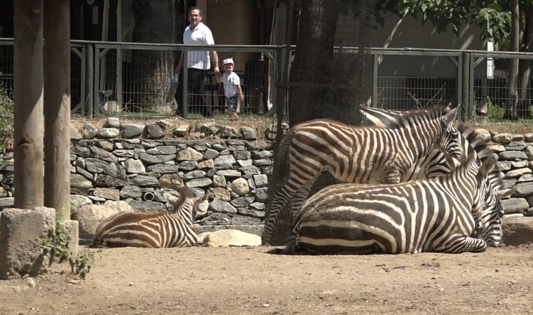 Bursa Hayvanat Bahçesi'nde 3 zebra dünyaya geldi. Zebra ailesinin yeni