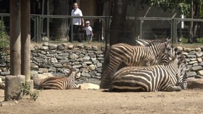 Bursa Hayvanat Bahçesi'nde 3 zebra dünyaya geldi. Zebra ailesinin yeni