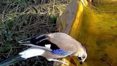 Bursa'da mavi tüyleriyle dikkat çeken alakarga, Uludağ ormanlarında görüntünlendi.
