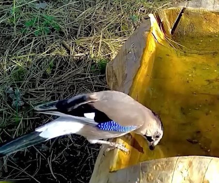 Bursa'da mavi tüyleriyle dikkat çeken alakarga, Uludağ ormanlarında görüntünlendi.
