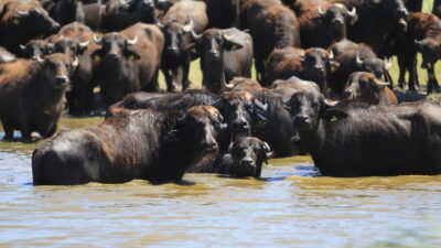 Bursa'nın Mustafakemalpaşa ilçesinin Uluabat Gölü'ne kıyısı bulunan kırsal Karaoğlan Mahallesi'nde