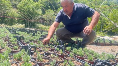 Bursa'nın Keles ilçesindeki Pınarcık Süs Bitkileri Tarımsal Kalkınma Kooperatifi, Uludağ