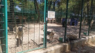 Bursa'nın Gürsu ilçesindeki yangından etkilenen hayvanlara, Bursa Büyükşehir ve Osmangazi