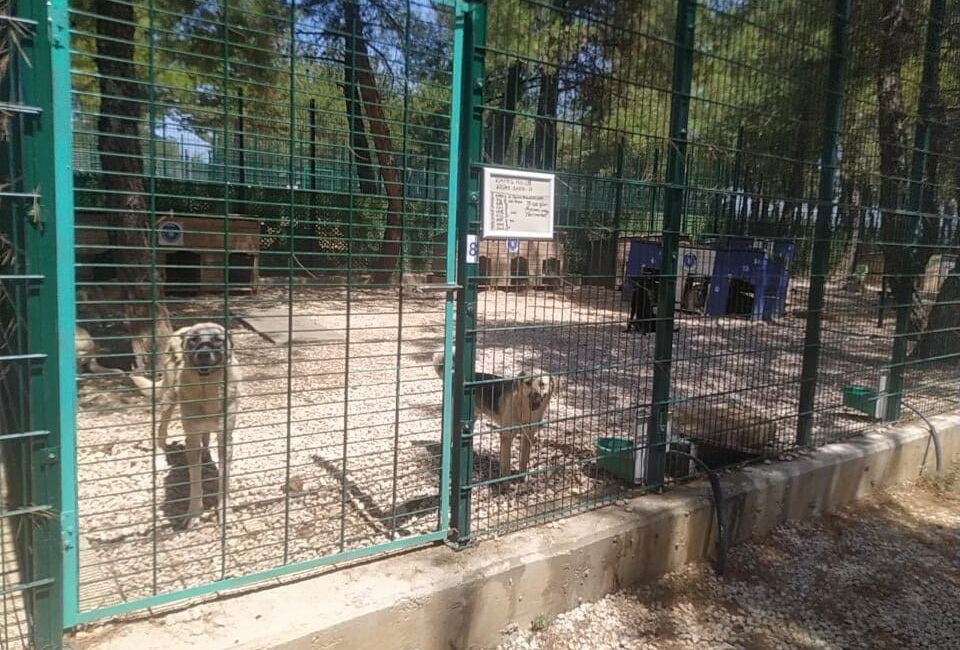 Bursa'nın Gürsu ilçesindeki yangından etkilenen hayvanlara, Bursa Büyükşehir ve Osmangazi