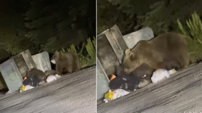 Türkiye’nin önemli turizm merkezlerinden biri olan Uludağ’da aç kalan ayı