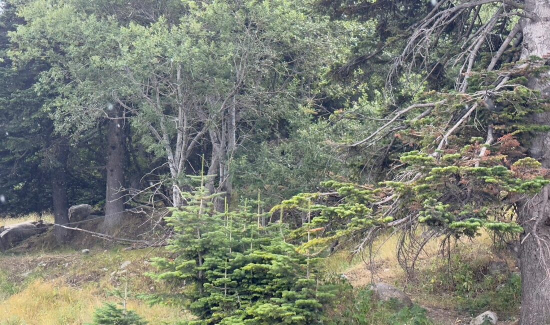 Kavurucu sıcaklardan nasibini alan kış turizminin göz bebeği Uludağ, 10