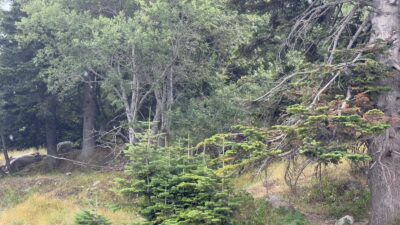 Kavurucu sıcaklardan nasibini alan kış turizminin göz bebeği Uludağ, 10