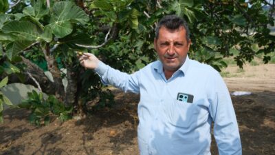 Bursa'nın AB'den coğrafi işaret tescilli Bursa siyahı incirinde hasat ve