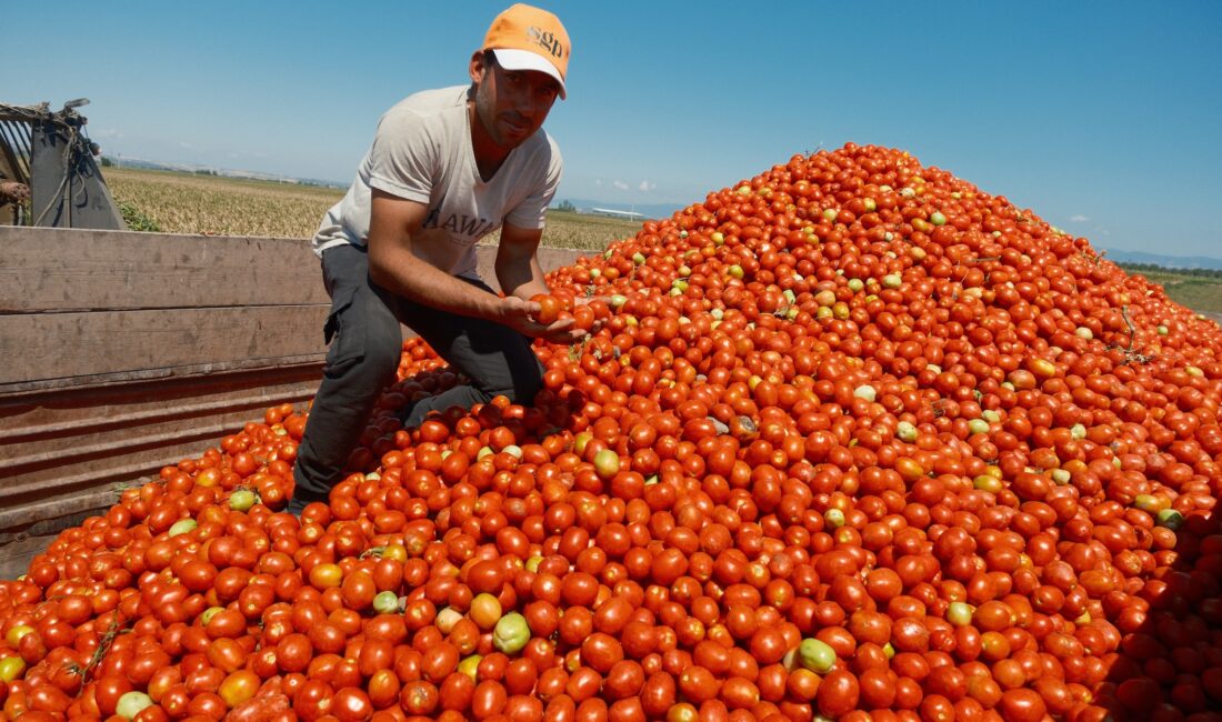 Türkiye'nin salçalık domates üretiminin neredeyse yarısını karşılayan Karacabey’de bu yıl