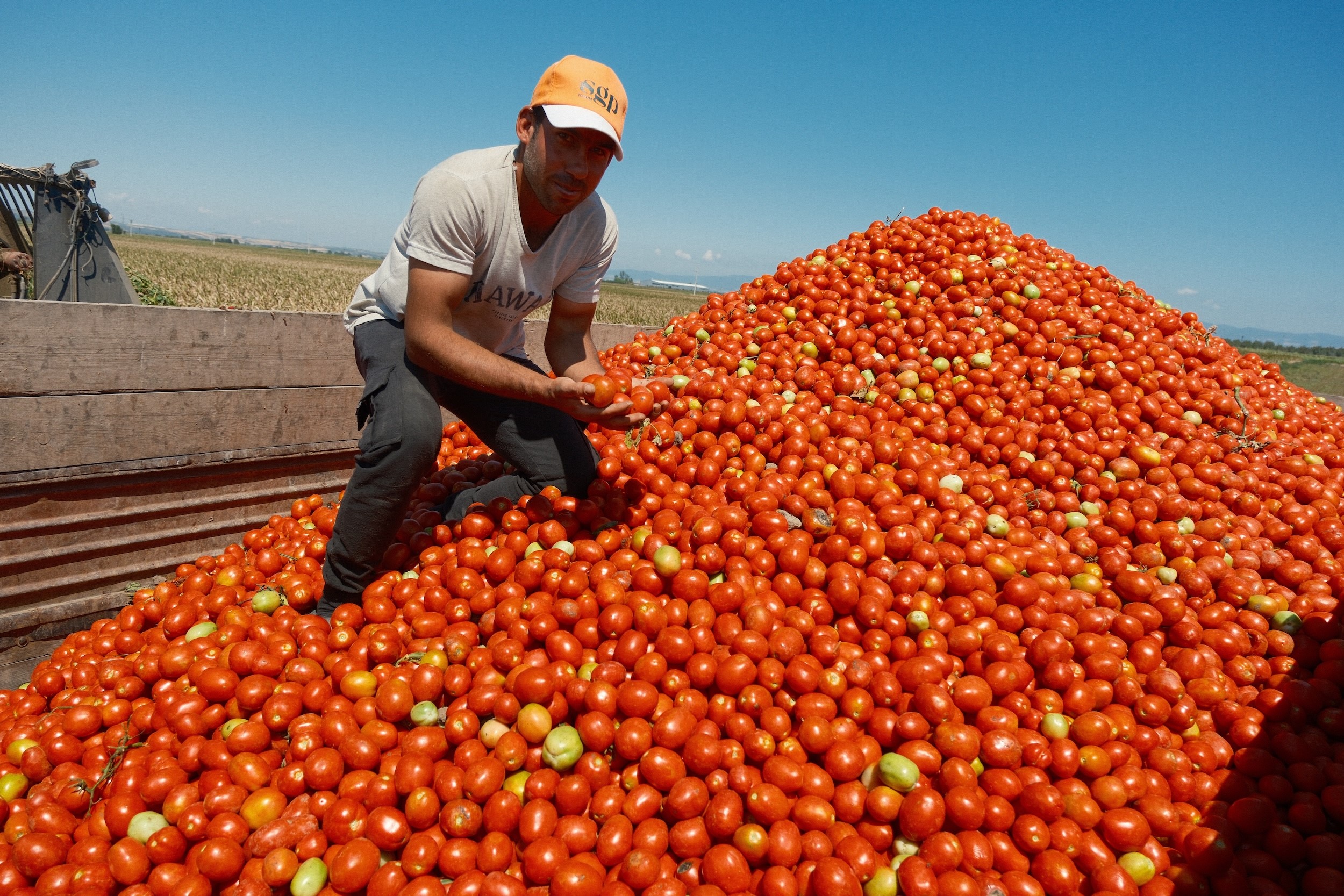 Türkiye'nin salçalık domates üretiminin neredeyse yarısını karşılayan Karacabey’de bu yıl