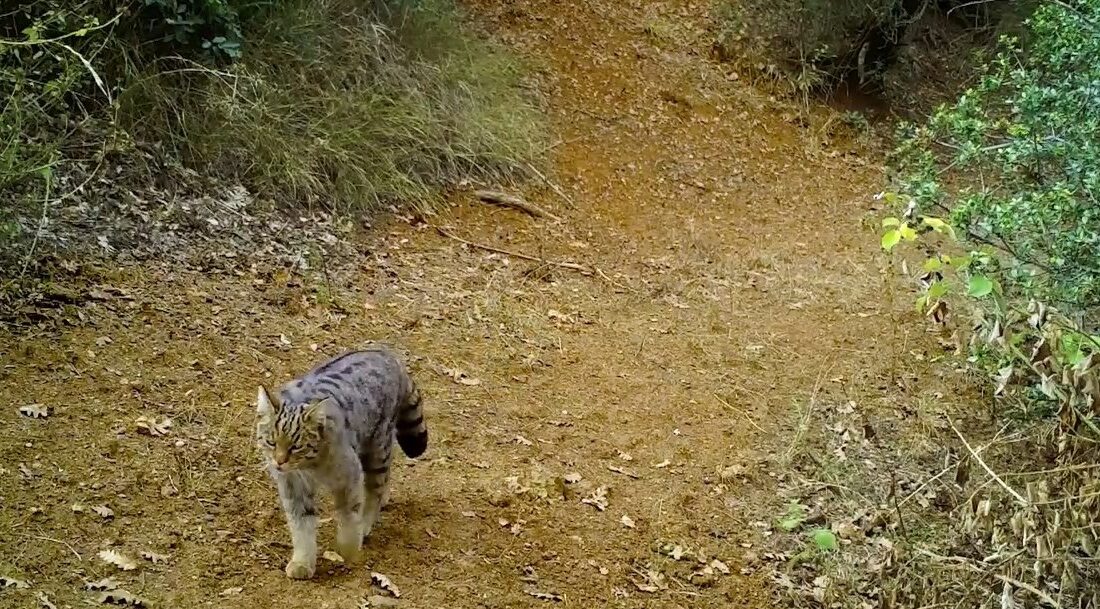Uludağ'ın yeşil orman ağaçlarının arasında gezinerek avlanan yaban kedisi, fotokapana