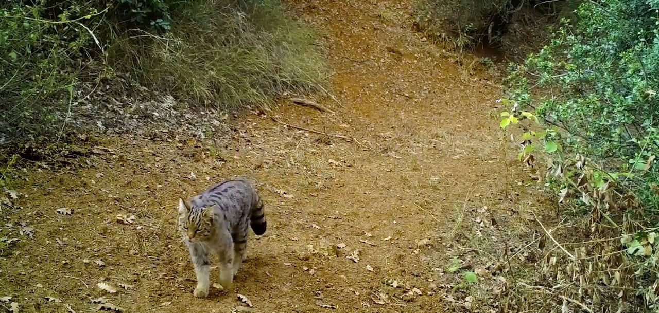 Uludağ'ın yeşil orman ağaçlarının arasında gezinerek avlanan yaban kedisi, fotokapana
