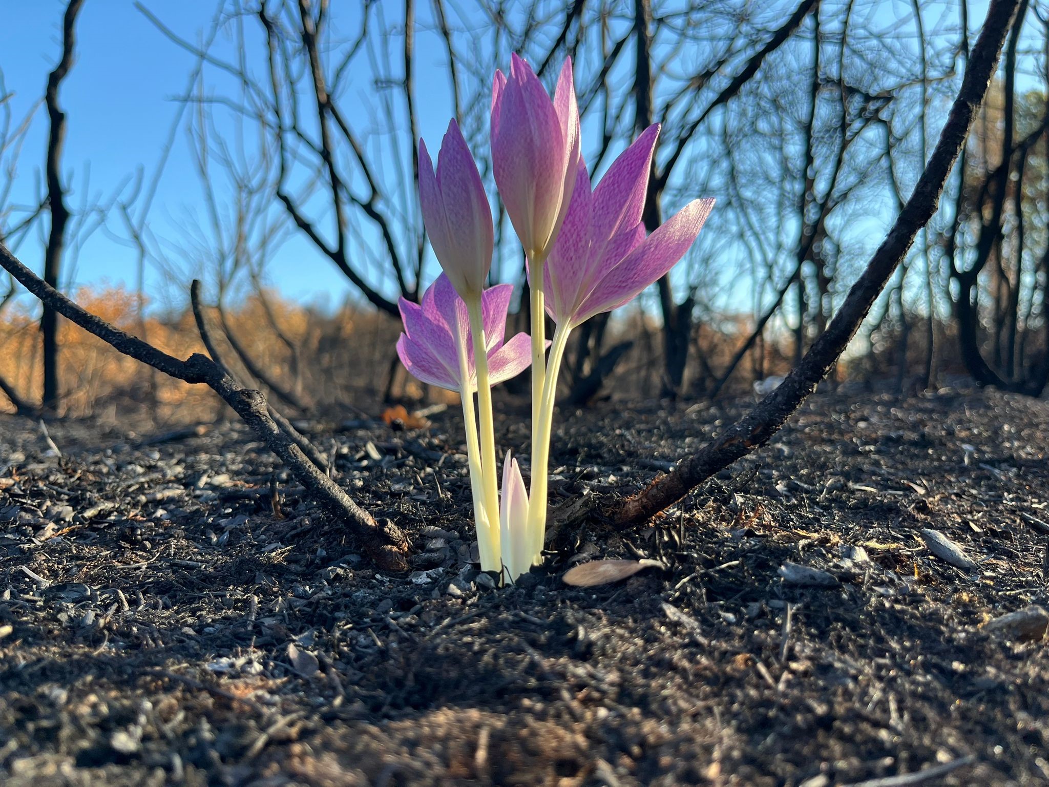 Bursa’nın Yenişehir ilçesine bağlı Marmaracık köyü’nde çıkan yangın sonrası ormanda