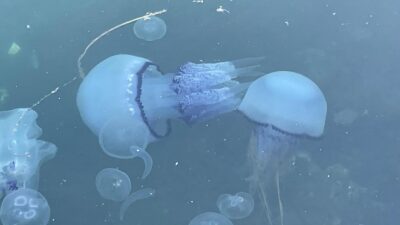 Marmara Denizi balıkçısı, yoğun görülen denizanasıyla mücadele ederken, tekrar kendini