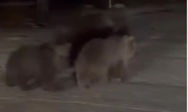 Bursa’nın gözde turizm bölgesi Uludağ’da gece saatlerinde yiyecek arayışına çıkan